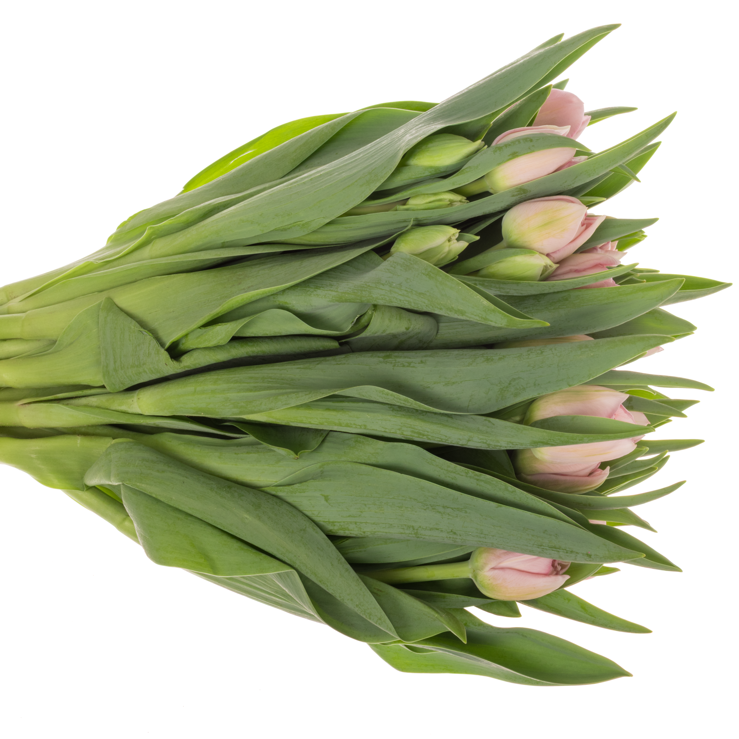 Tulpe rosa doppel Mariage Coas Tulip 40 Gramm