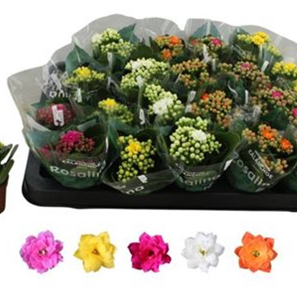 Kalanchoe Gef. mix Schnapchen Von Uhr T06 H012