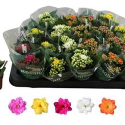 Kalanchoe Gef. mix Schnapchen Von Uhr T06 H012