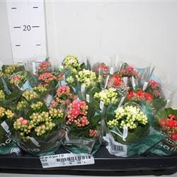 Kalanchoe Gef mix Schnapchen Von Uhr T06 H012