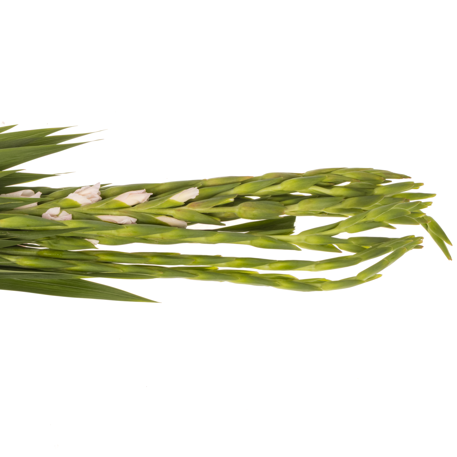 Gladiole hell rosa-rot Adrenalin 95cm