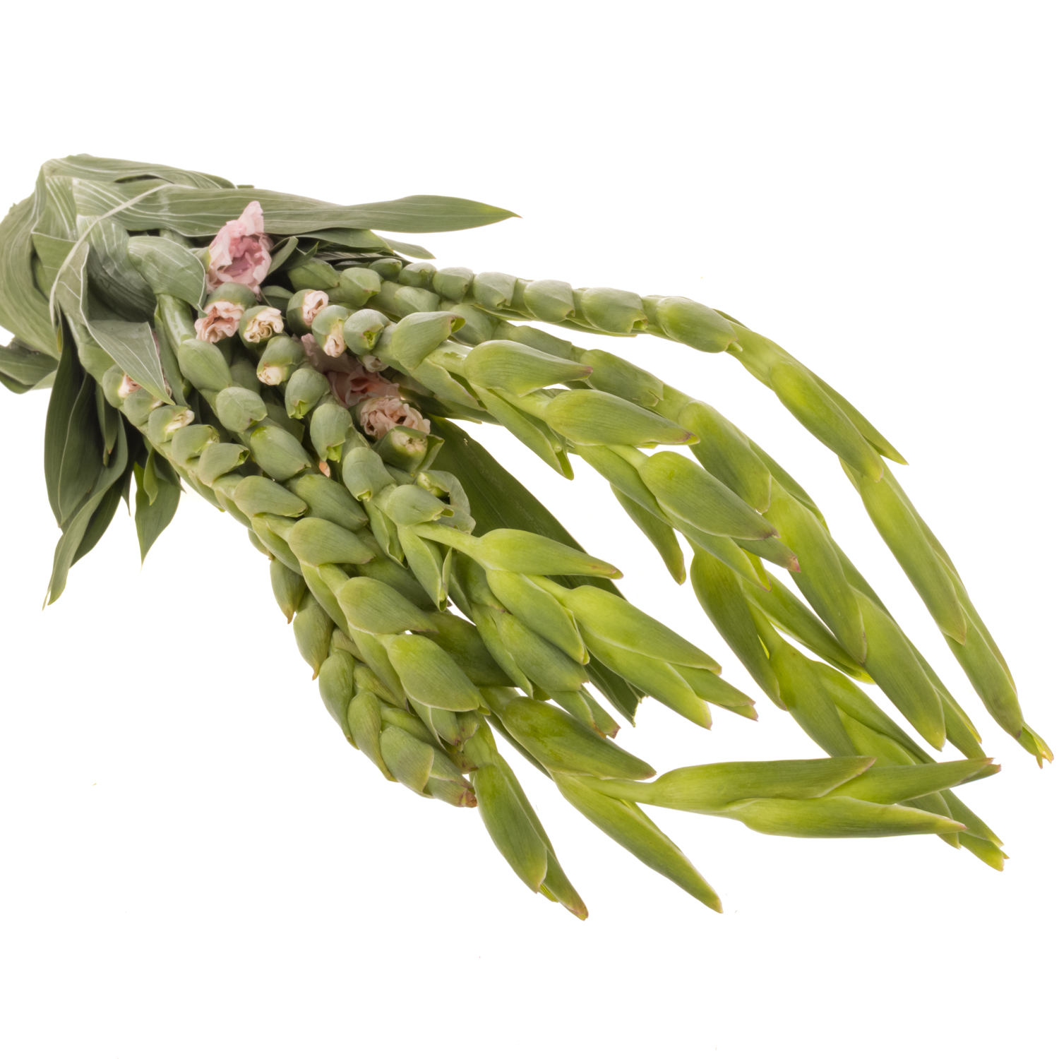 Gladiole hell rosa-rot Adrenalin 95cm