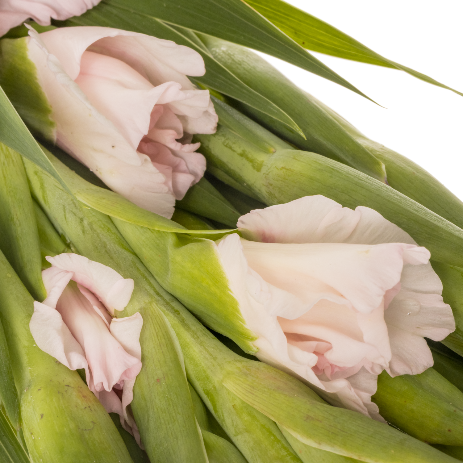 Gladiole hell rosa-rot Adrenalin 95cm
