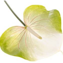 Anthurium grün/weiss Grace Blüte 11cm