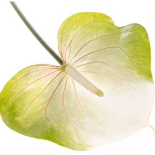 Anthurium grün/weiss Grace Blüte 11cm