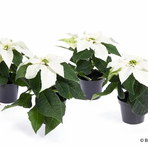 Poinsettia weiss mini T06 H015