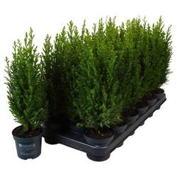 Chamaecyparis Laws. Ellwoodii PTK2512 T09 H030