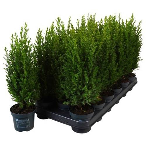 Chamaecyparis Laws. Ellwoodii PTK2512 T09 H030