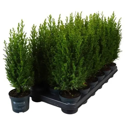 Chamaecyparis Laws. Ellwoodii PTK2512 T09 H030