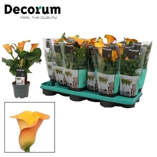 Calla orange Morning Sun T10,5 H035