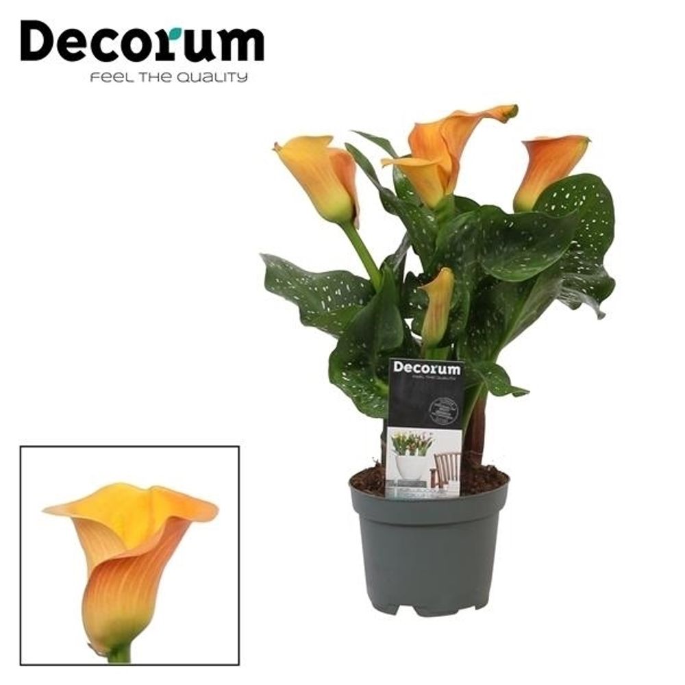 Calla orange Morning Sun T10,5 H035