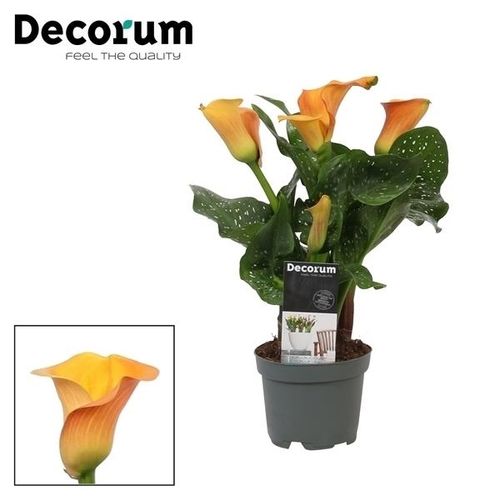 Calla orange Morning Sun T10,5 H035