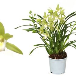 Cymb.5-R Wild Mint Source T12 H45