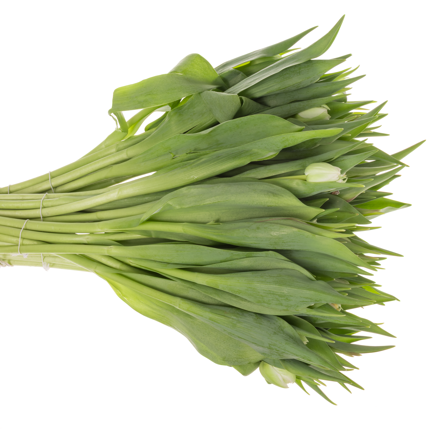 Tulpe weiss doppel Fortaleza 32 Gramm