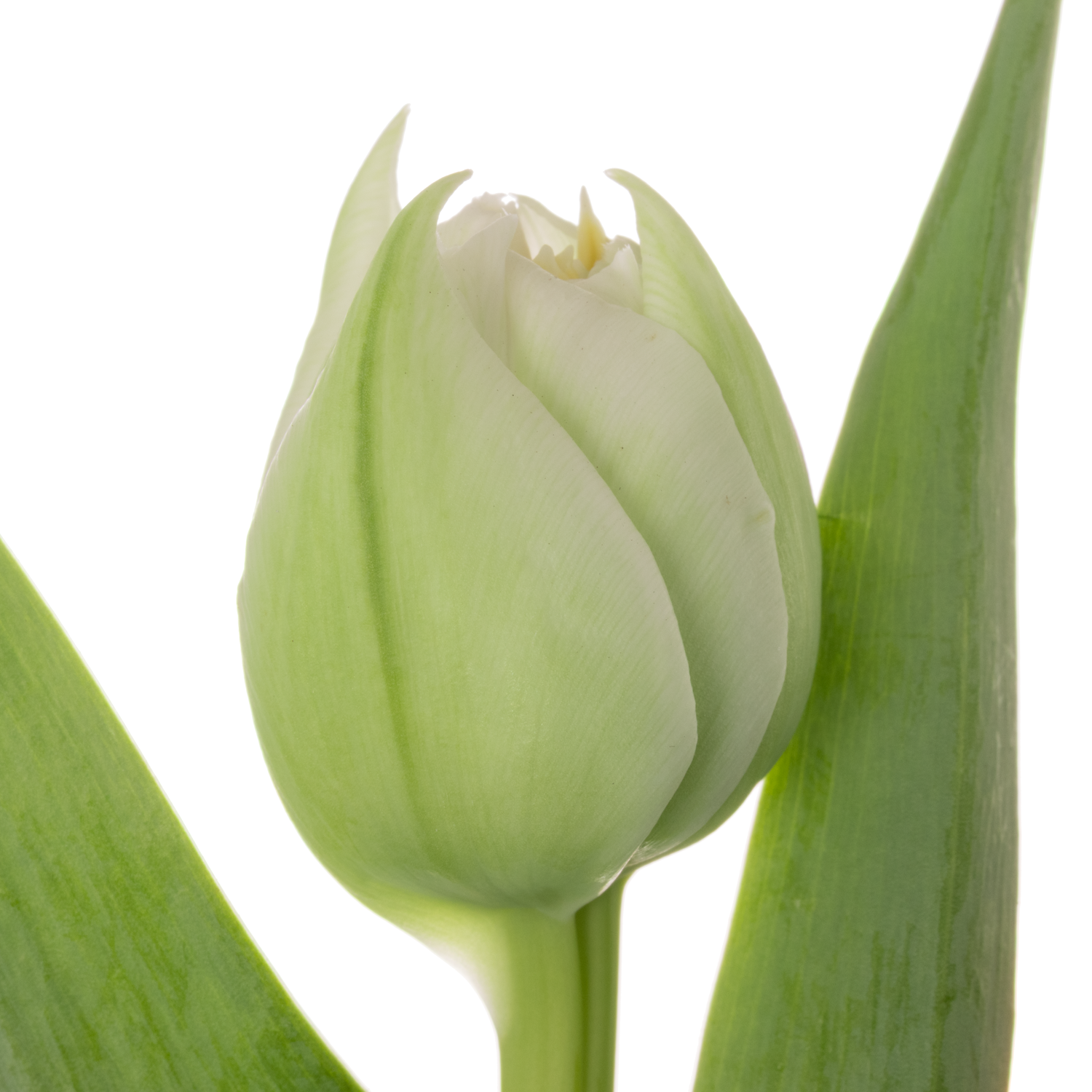 Tulpe weiss doppel Fortaleza 32 Gramm