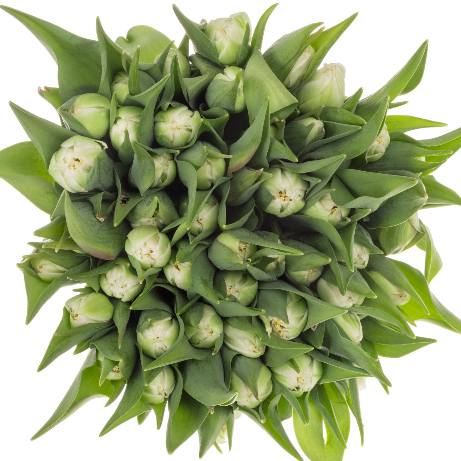 Tulpe weiss doppel Fortaleza 32 Gramm