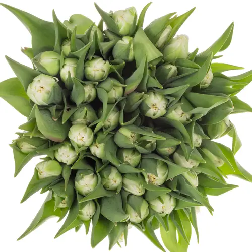 Tulpe weiss doppel Fortaleza 32 Gramm