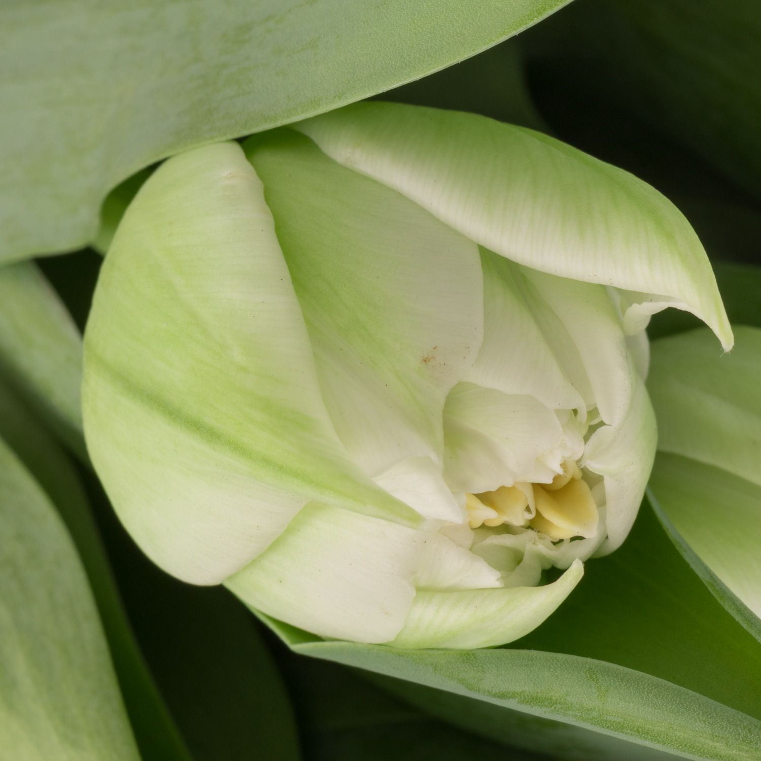 Tulpe weiss doppel Fortaleza 32 Gramm