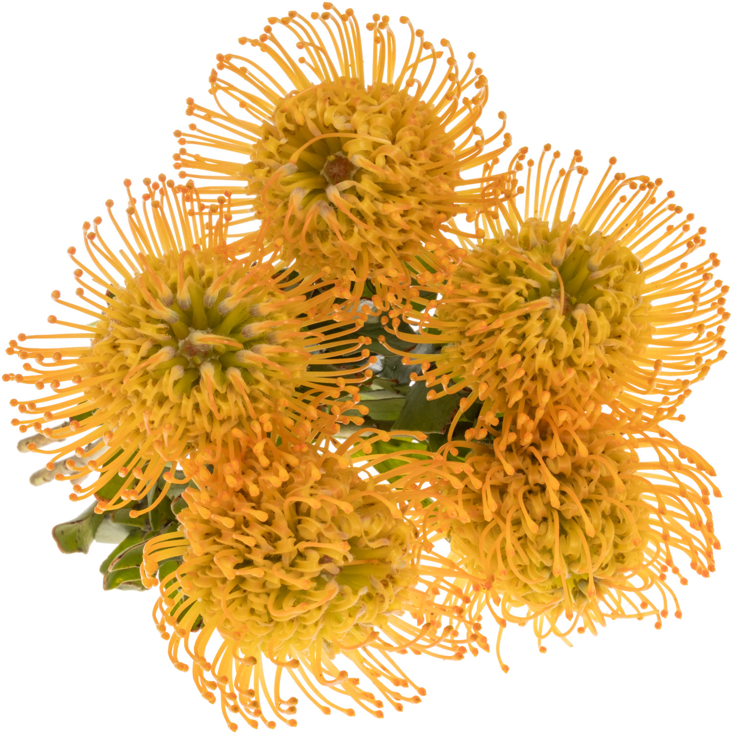 Nutans orange Jelena 40cm