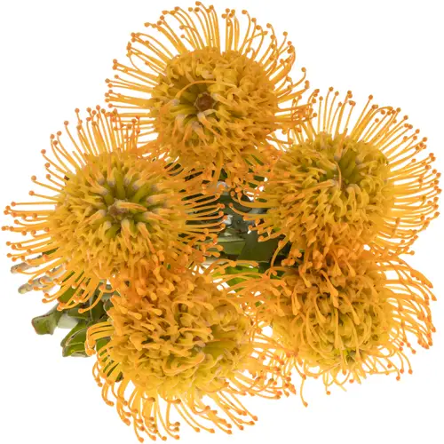 Nutans orange Jelena 40cm
