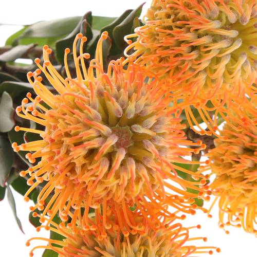 Nutans orange Jelena 40cm