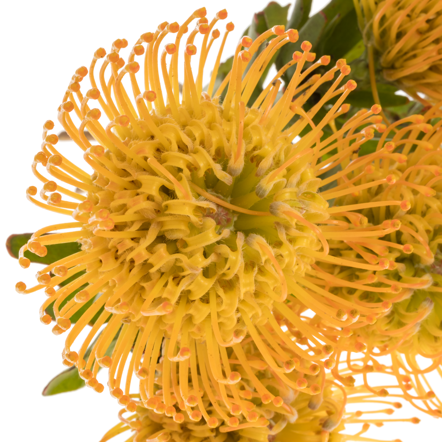 Nutans orange Jelena 40cm