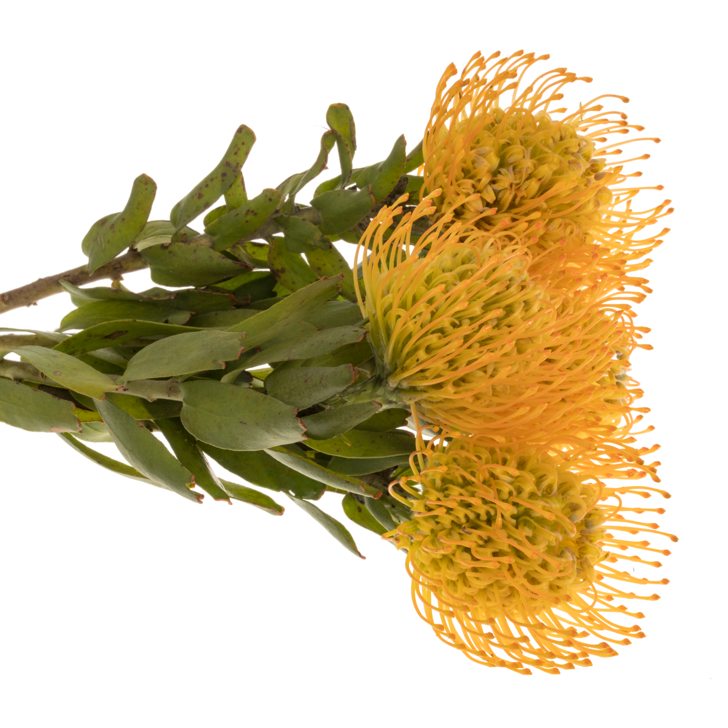 Nutans orange Jelena 40cm
