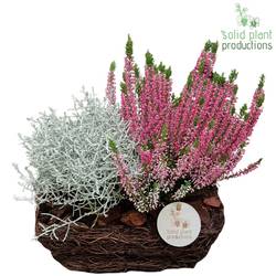 Garten.Arr SRS004 R Small Herbst T24 H035