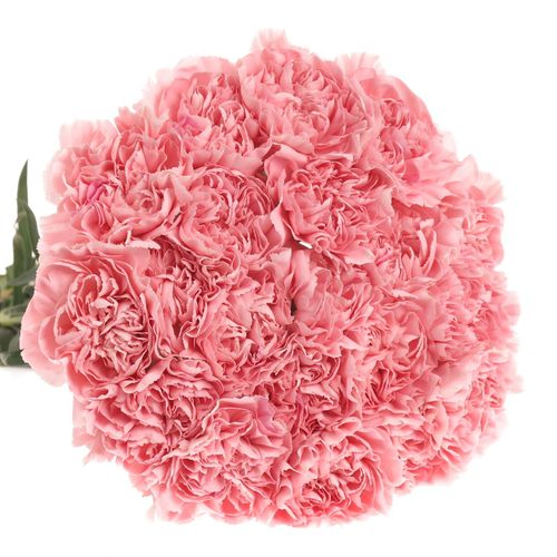 Nelke rosa pink Montezuma 60cm
