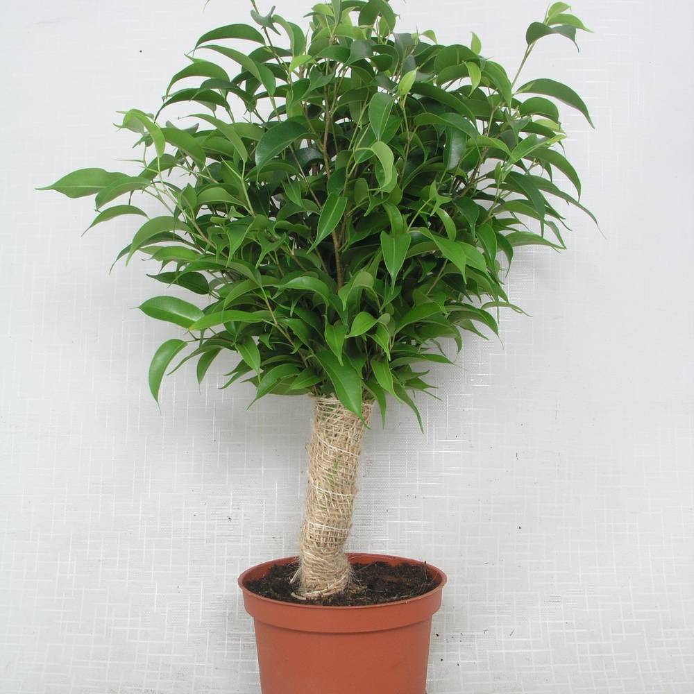Ficus Natascha Jute T12 H040