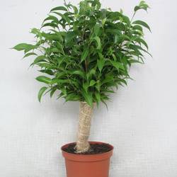 Ficus Natascha Jute T12 H040