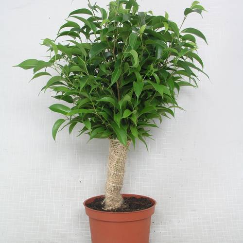 Ficus Natascha Jute T12 H040