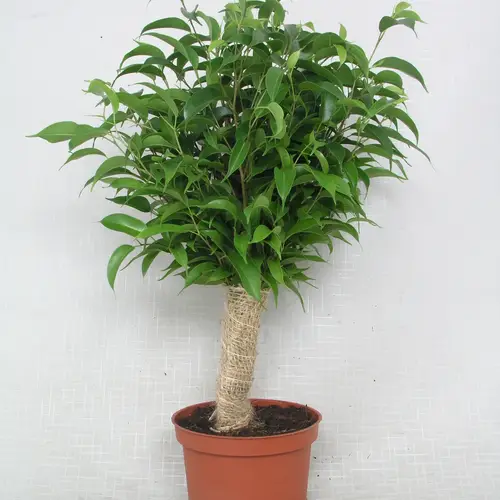 Ficus Natascha Jute T12 H040