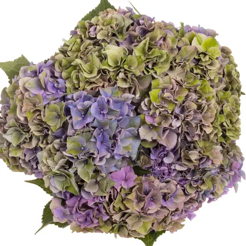 Hortensie milka/grün Rodeo Bol 17cm 60cm