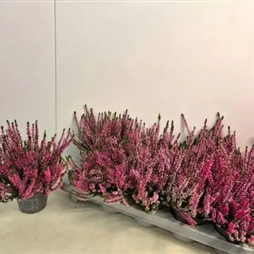 Calluna rosa Schnapch. Von Uhr T10,5 H020