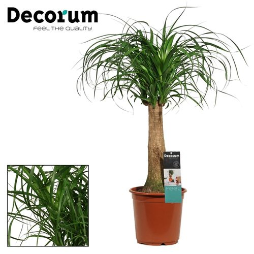 Beaucarnea Stamm T21 H65