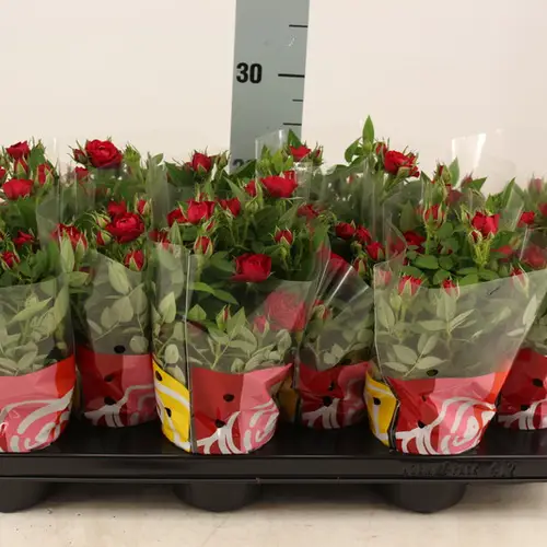 rosa rot T10,5 H25