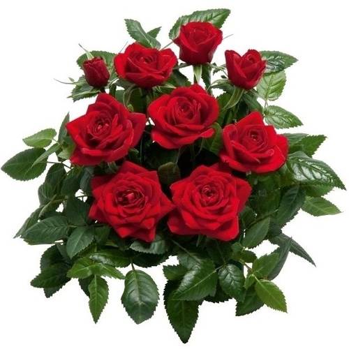 rosa rot T10,5 H25