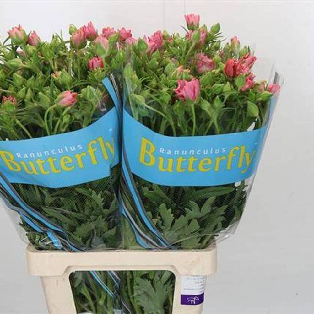 Ranunkel hell rosa-creme Butterfly Isis 50cm
