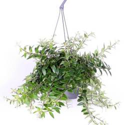 Aeschynanthus Caroline Ampel T17 H040