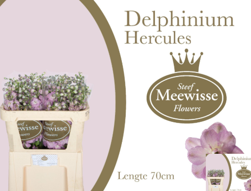Delphinium rosa Hercules 70cm
