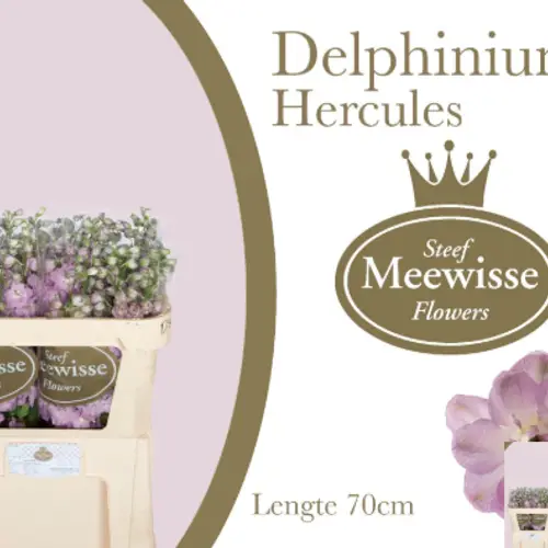 Delphinium rosa Hercules 70cm