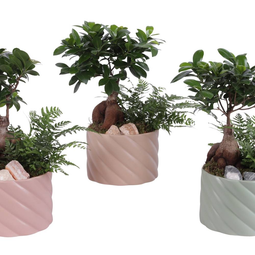 Bonsai.Arr mix YR617F0661 T17 H035