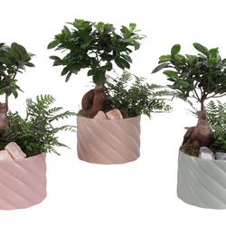 Bonsai.Arr mix YR617F0661 T17 H035