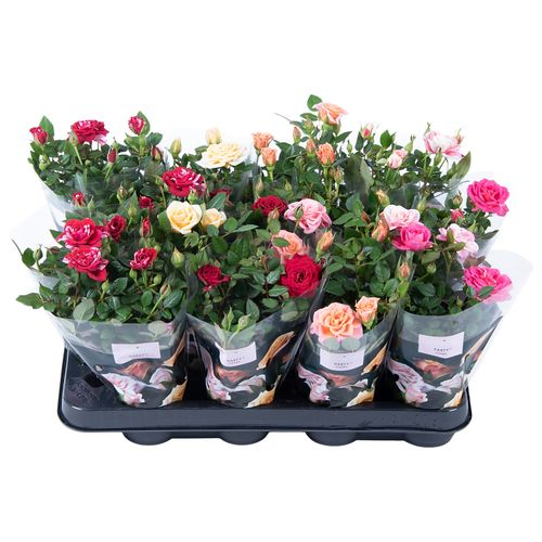 Rosa Party Gigi mix T07 H20