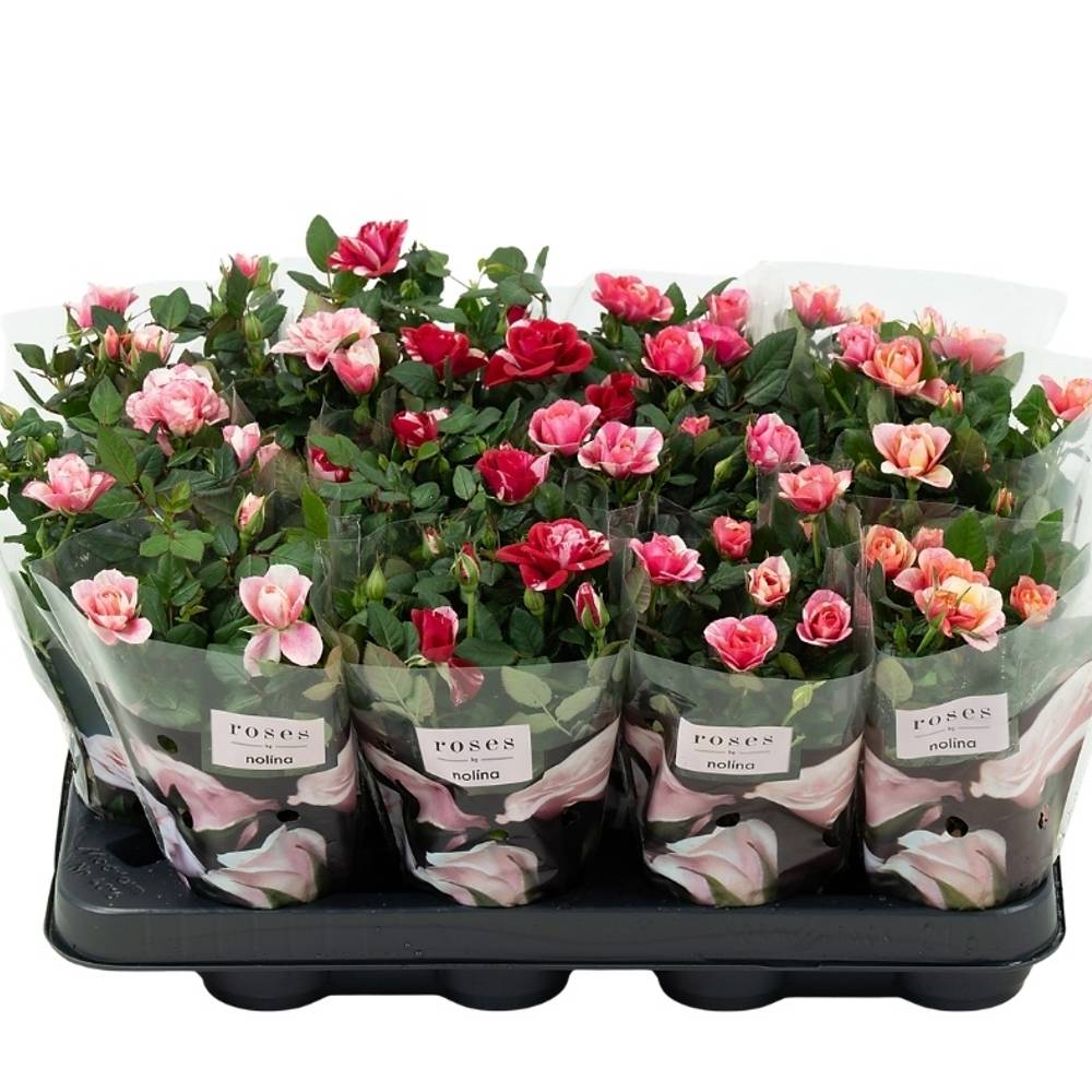 Rose Party mix Gigi T07 H020