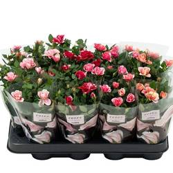 Rose Party mix Gigi T07 H020