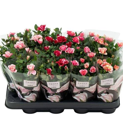 Rose Party mix Gigi T07 H020