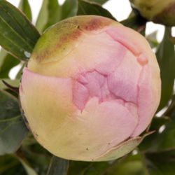 Pfingstrose rosa Raspberry 60cm