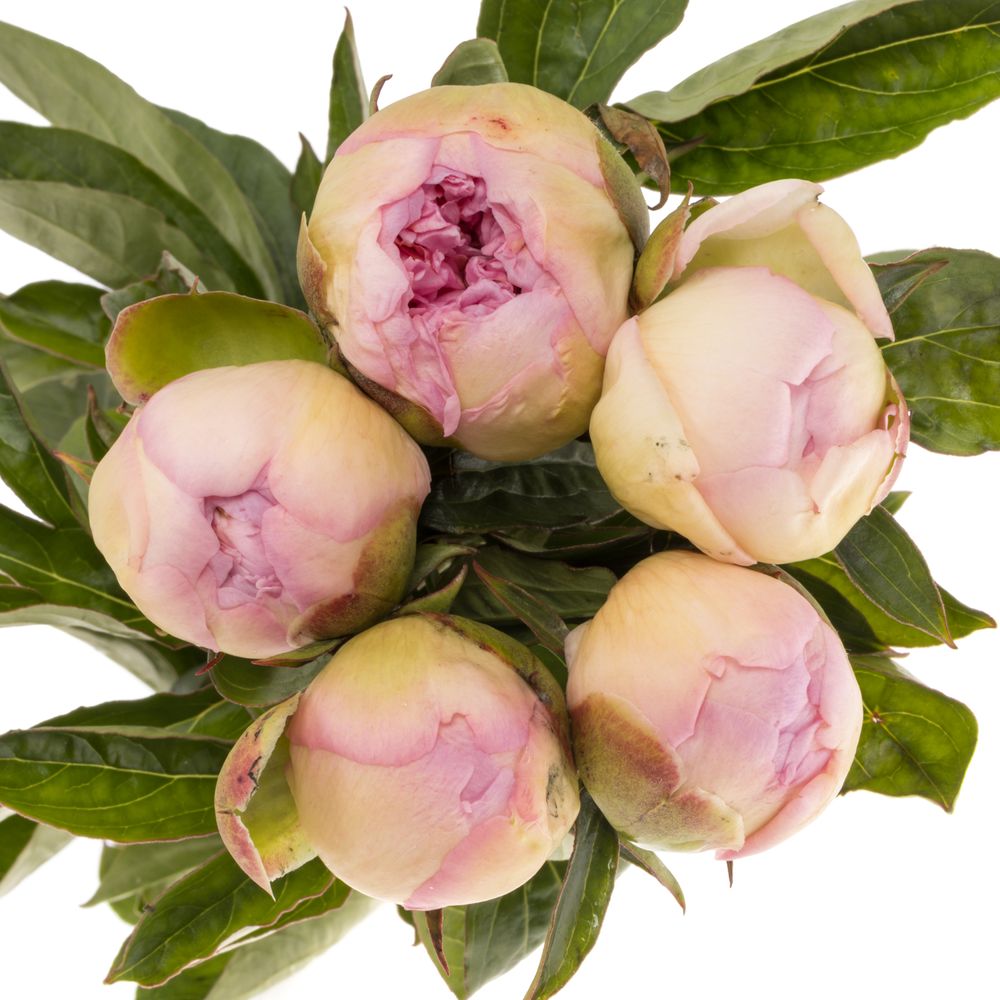 Pfingstrose rosa Raspberry 60cm